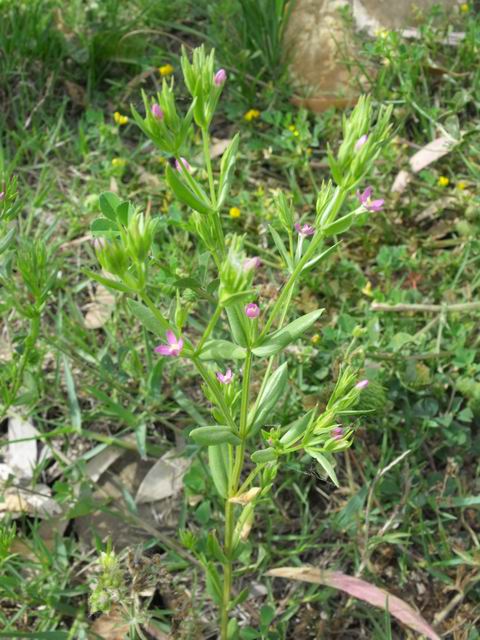 Da confermare Centaurium erythraea?